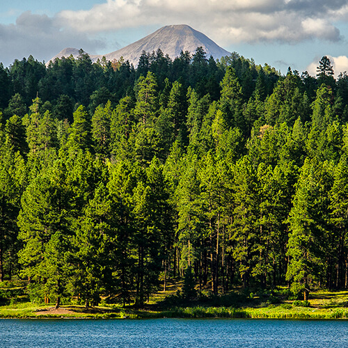 Лигносульфонат натрия